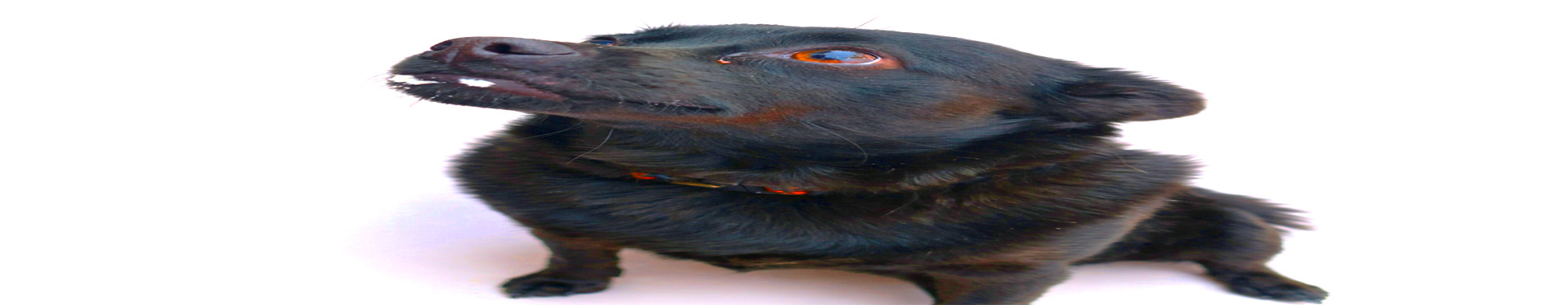 Pasica za pasje kalorije